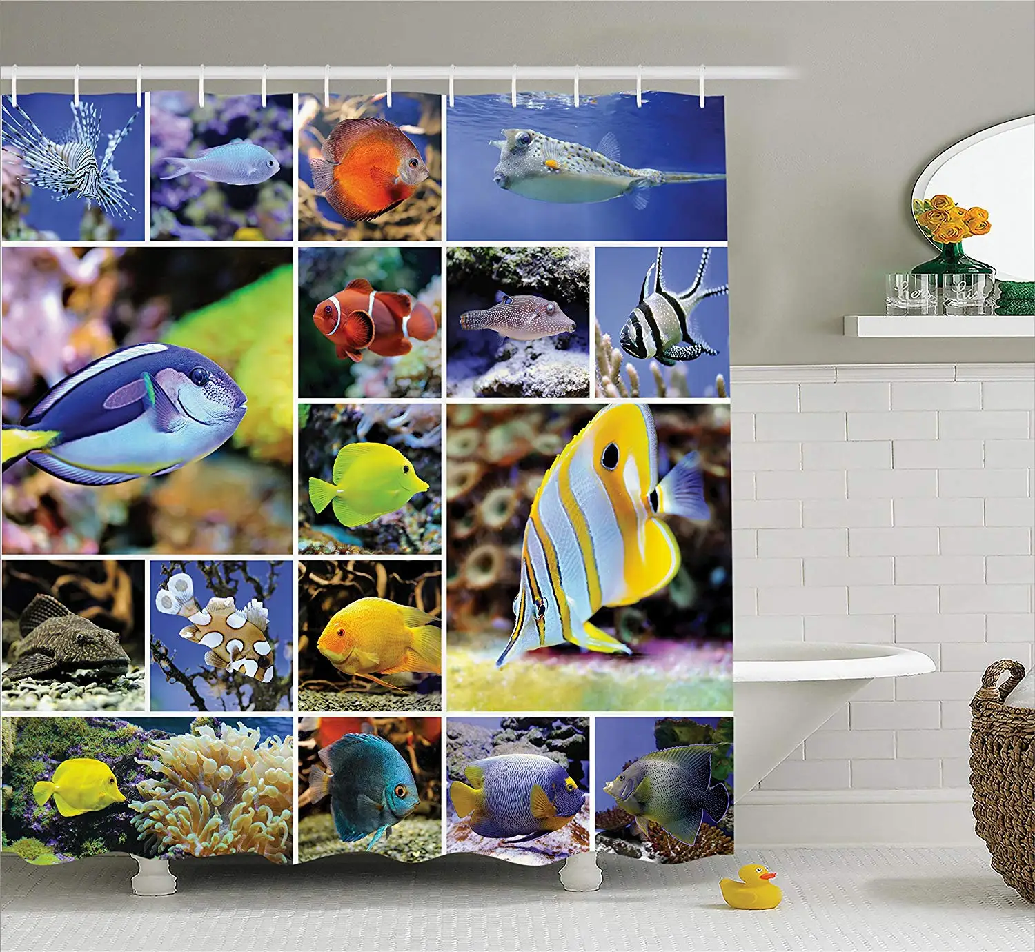 80 Kolase Ikan Aquarium Terbaik