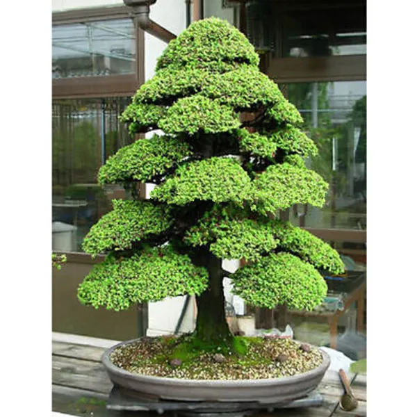 SACRED JAPANESE CEDAR bonsai plant 50pcs/lotin Bonsai from Home