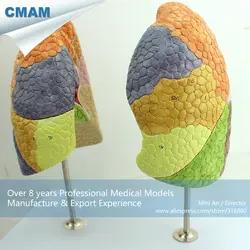 12500 cmam-lung03 жизни Размеры сегментарный легкие анатомия модель, Медицинские товары учебных анатомические модели