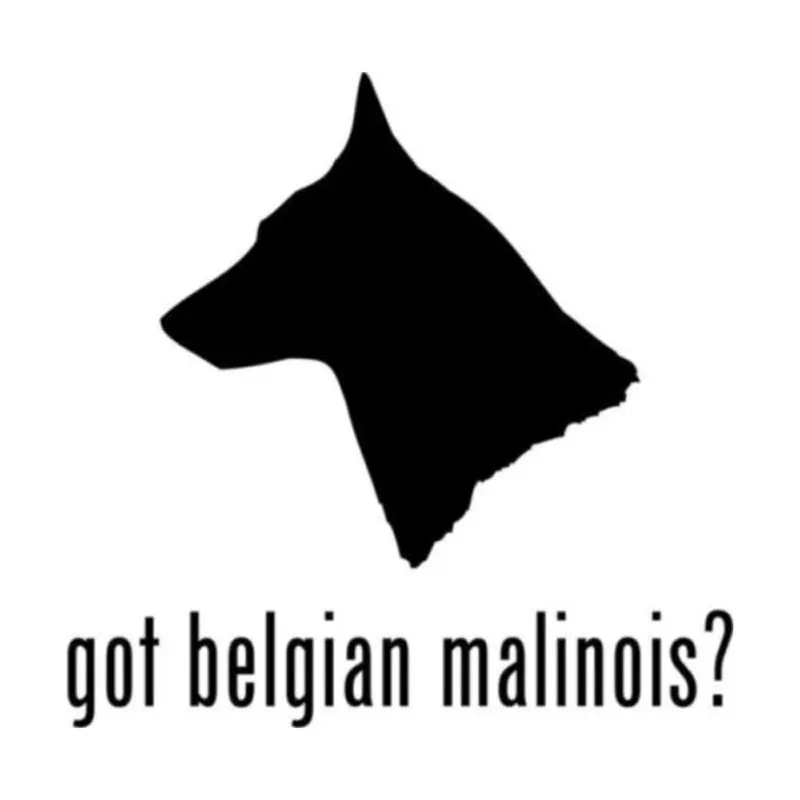 

15CM*14.8CM Animal Fashion Belgian Malinois Got To Remind The Car Tail Stickers Vinyl C5-0493