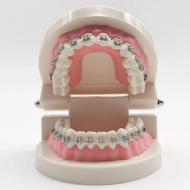 

Dental Typodont Teeth Model With Wire Brackets Chain Tube for Dental Lab Equipment