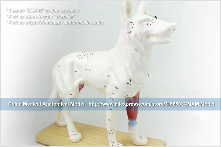 CMAM-A05 Dog Acupuncture Model,Animal Acupuncture Models for veterinarian's reference