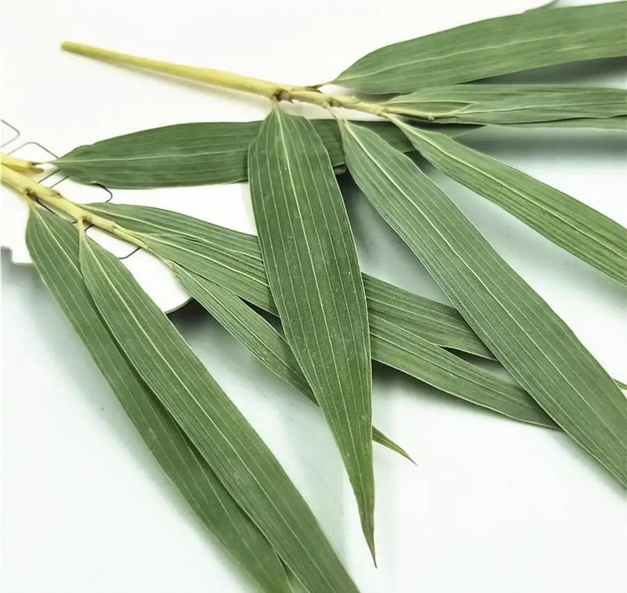 

120pcs Pressed Dried Green Bamboo Leaf Stalk Flower Plant Herbarium For Jewelry Postcard Invitation Card Phone Case Bookmark DIY