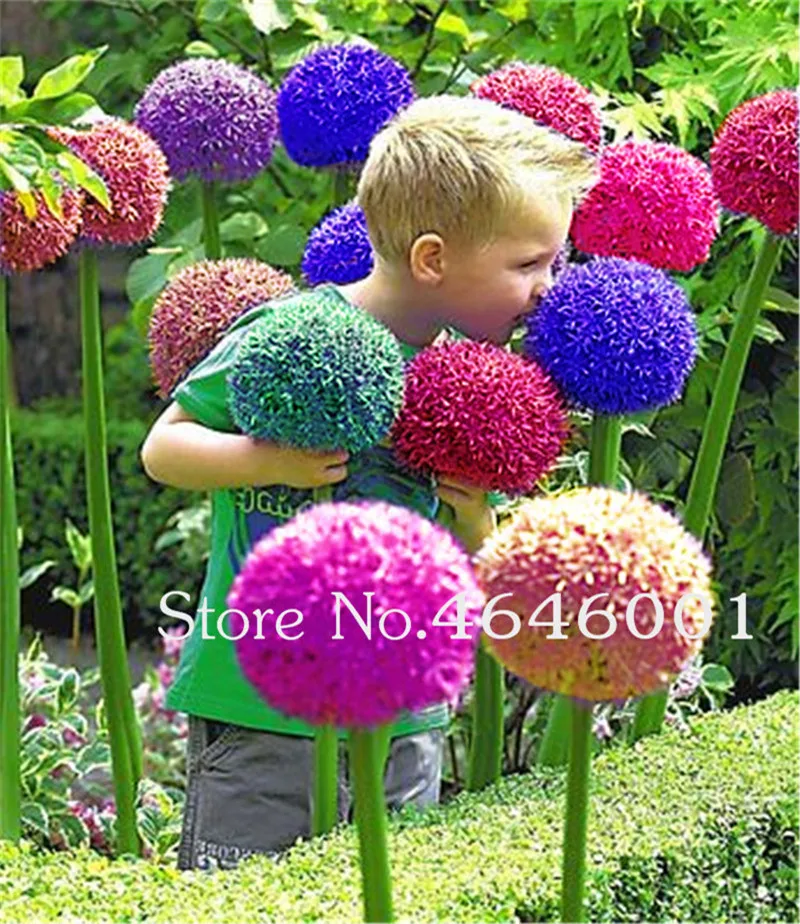 

Bonsai 100pc Exotic Allium plants Giant Allium Giganteum Flower Garden Ornamental Plant the budding rate 95% rare flower for kid