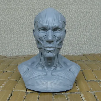 

1: 3 Arts human musculoskeletal model head carved bust of still life painting art reference skull model
