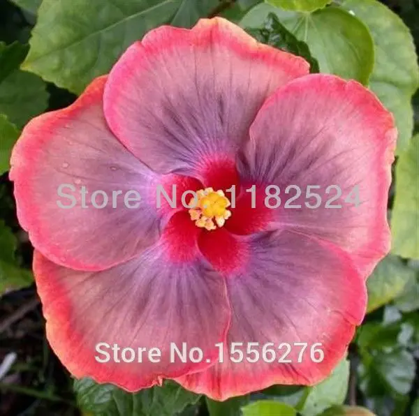 100 шт-микс редкий тропический Гибискус Ooflower F Oosementes