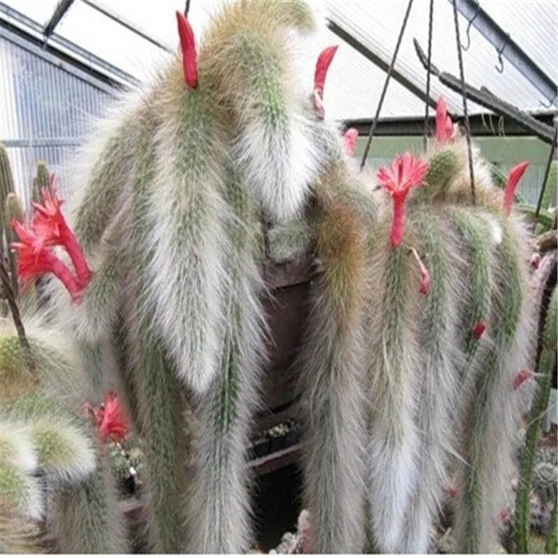 

Limited Hot Sale Sementes Cactus (hildewintera Colademononis) Plants Succulents bonsai Diy Home Garden - 100 Pcs/lot