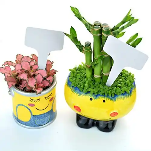 Nursery Garden Интернет Магазин Растений