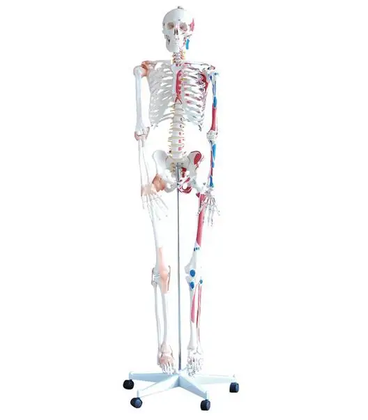 

Human skeleton model Skeleton Human skeleton Bone specimens Teaching model 170 cm Skeleton model-GASENHN-003