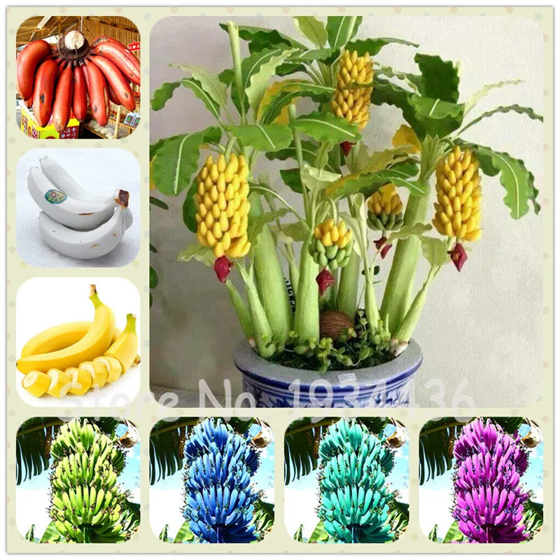 

100 Pcs Banana Fruit Organic Heirloom Dwarf Bonsai Plant Milk Taste,Outdoor Perennial Frutas Healthy Nutritious Food Home Garden