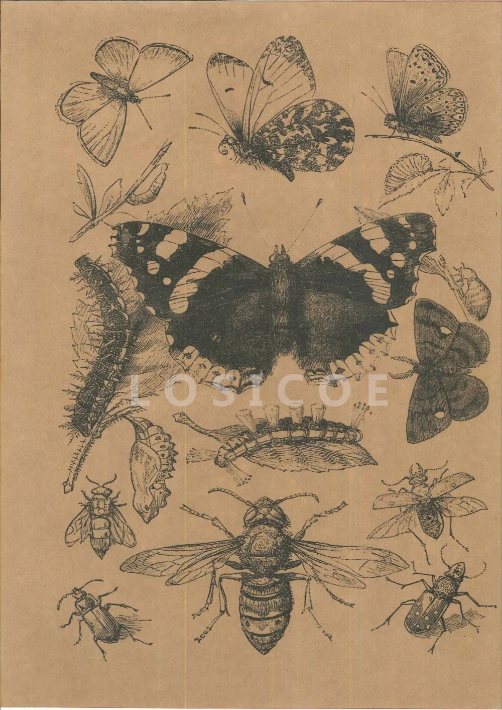 Alta Definicion Retro Insectos Ciencia Tatuajes Estampados