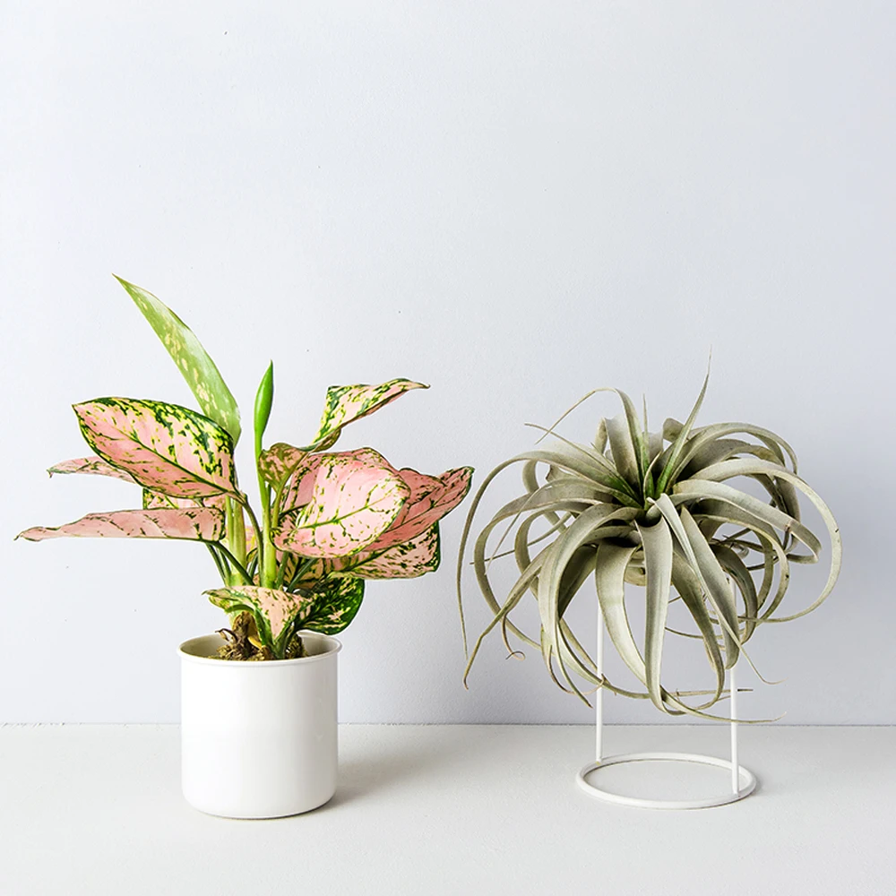 Metal Desktop Plant Pot Flowerpot Succulent Cactus Air