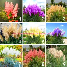 1000pcs Pampas Grass Pampas seeds Ornamental Plant Flower seeds cortaderia selloana Seeds for home garden plants