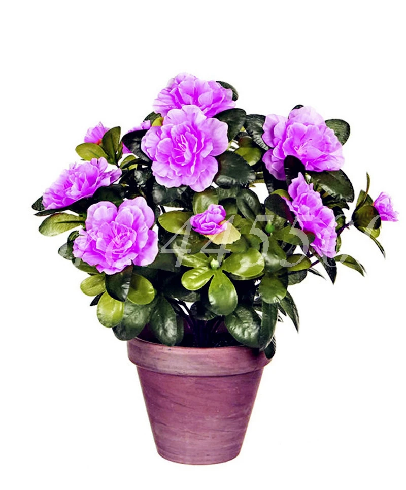 

50 Pcs/ bag Rare Bonsai Purple Azalea Plant DIY Home & Garden Looks Like Sakura Japanese Cherry Blooms Flore for Flower Pot