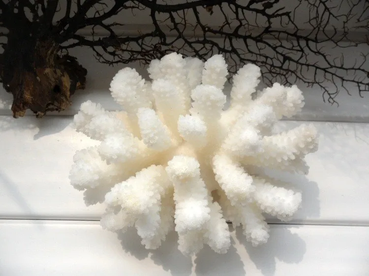 White sea coral tree1