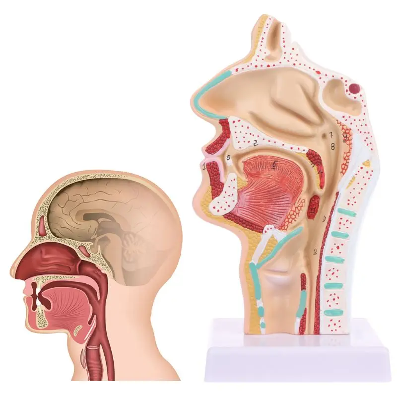 

Human Anatomical Nasal Cavity Throat Anatomy Medical Model Teaching Tool