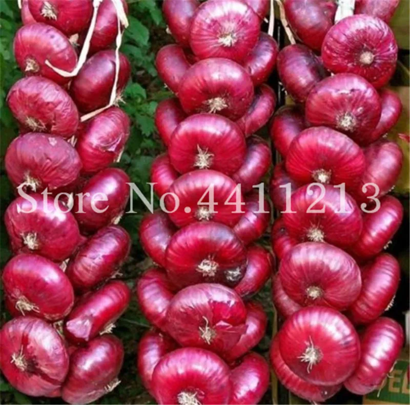 

100pcs Bonsai Onion Sweet Spanish Plants vegetables germination 95% Perennial Non-GMO onion for garden bonsai plant Easy to Grow
