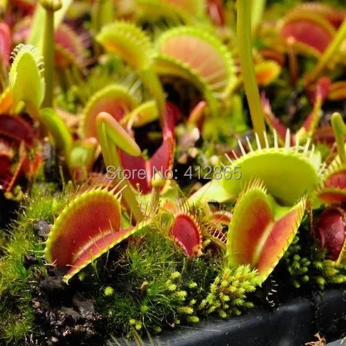 Online Buy Wholesale house plants from China house plants Wholesalers