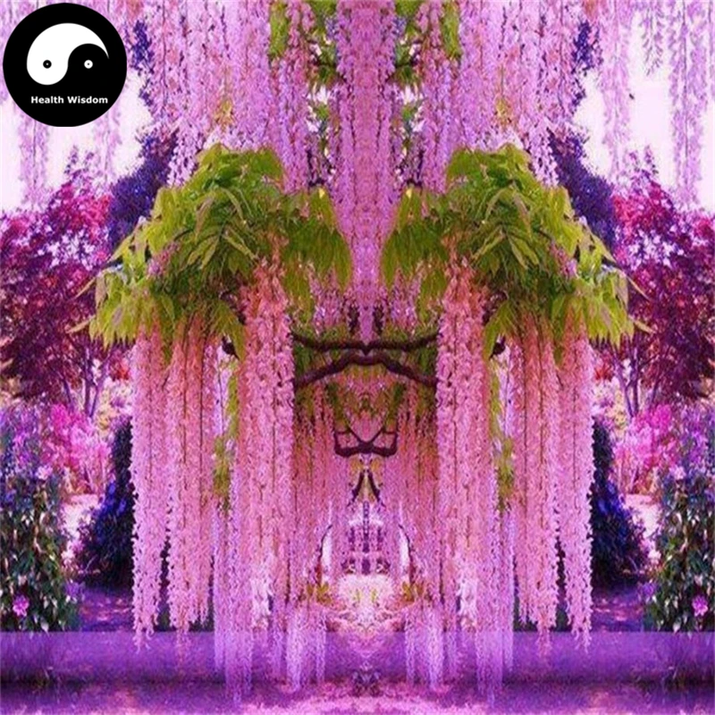 

Buy Wisteria Tree Semente 120pcs Plant Vine Tree Wisteria Sinensis
