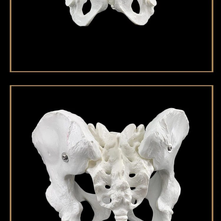 24,5x16x13 см женский анатомический таз Скелет таза горло анатомический череп для изучения анатомии скульптура голова модель тела