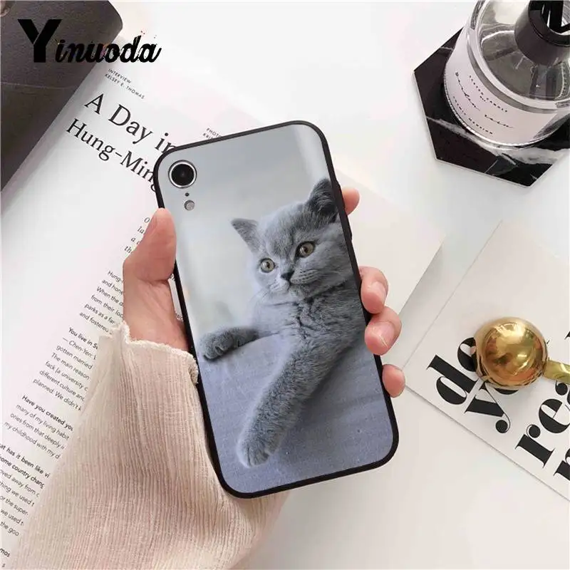 British Shorthair cat Top Design