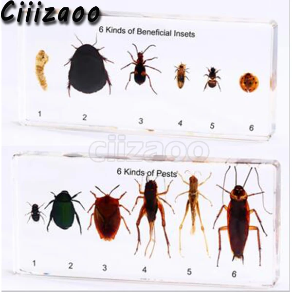 

6 Kinds of Beneficial Insect and 6 Kinds of Pests specimen paperweight Taxidermy Collection Specimen
