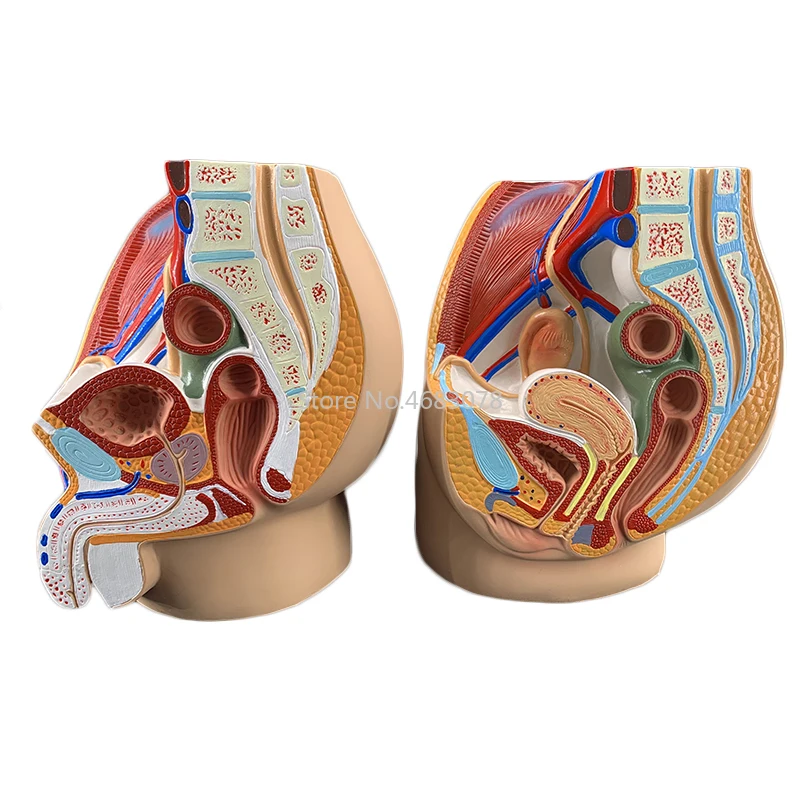 Sagittal Pelvic Anatomy Model 6