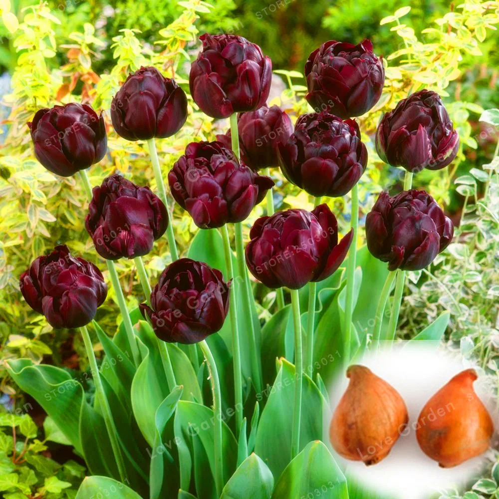 

2 Bulbs True Tulip Bulbs,BlackTulip Flower,Tulipanes Flower Plant For Garden plants( Tulip Bonsai)