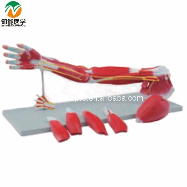 

Upper Limbs Anatomical Model Muscle Anatomy Model BIX-A1033 G071