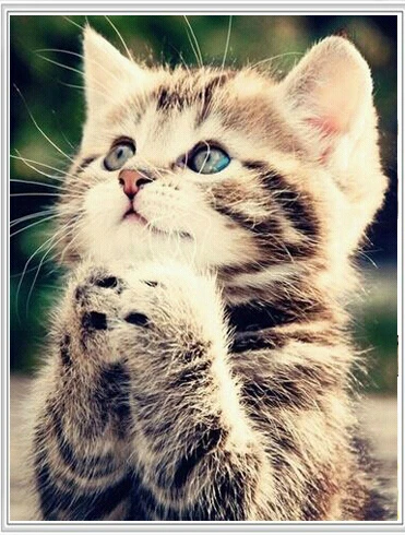 Diy Diamond Painting 5d Square/round Embroidery Animals Cute Cat Needlework Rhinestone Cross Stitch Kit Paint | Дом и сад