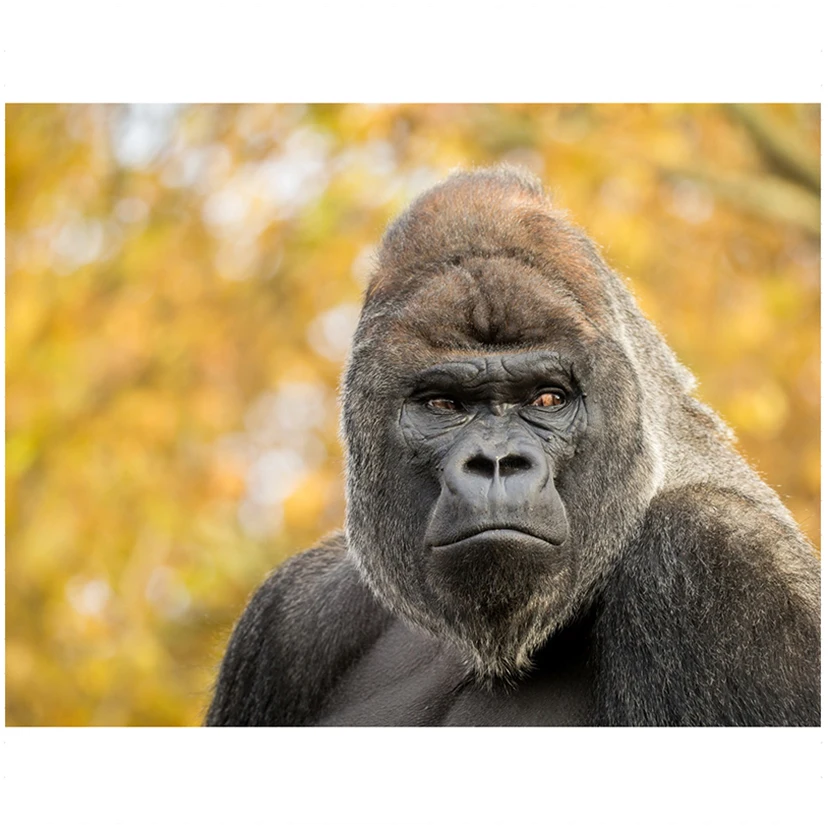 

Pictures Made by Diamond Caesar gorilla Mosaic Diamond 3D Diamond Painting Embroidery Full Square/round Stones NEW030