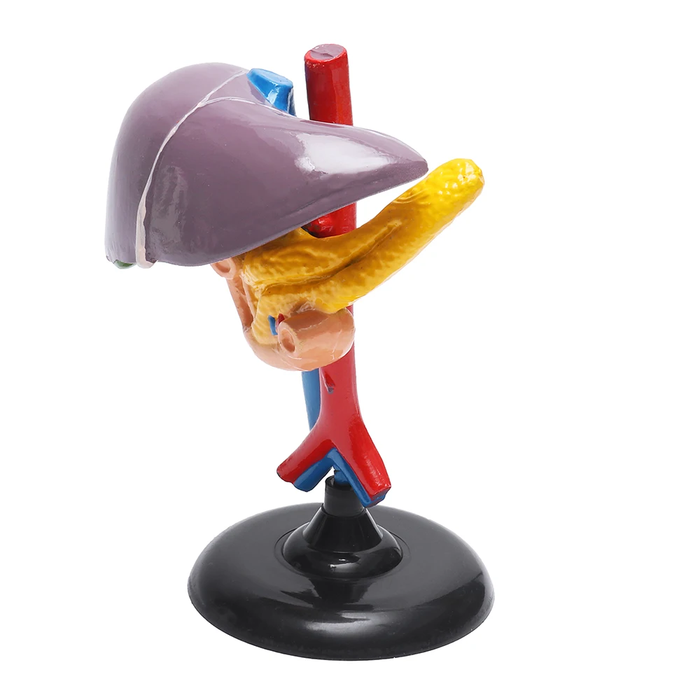 

NEW 1:1 Life Size Human Medical Anatomical Liver Duodenum Pancreas Model Surgery Medical Tools Mannequin Body Teaching Aids