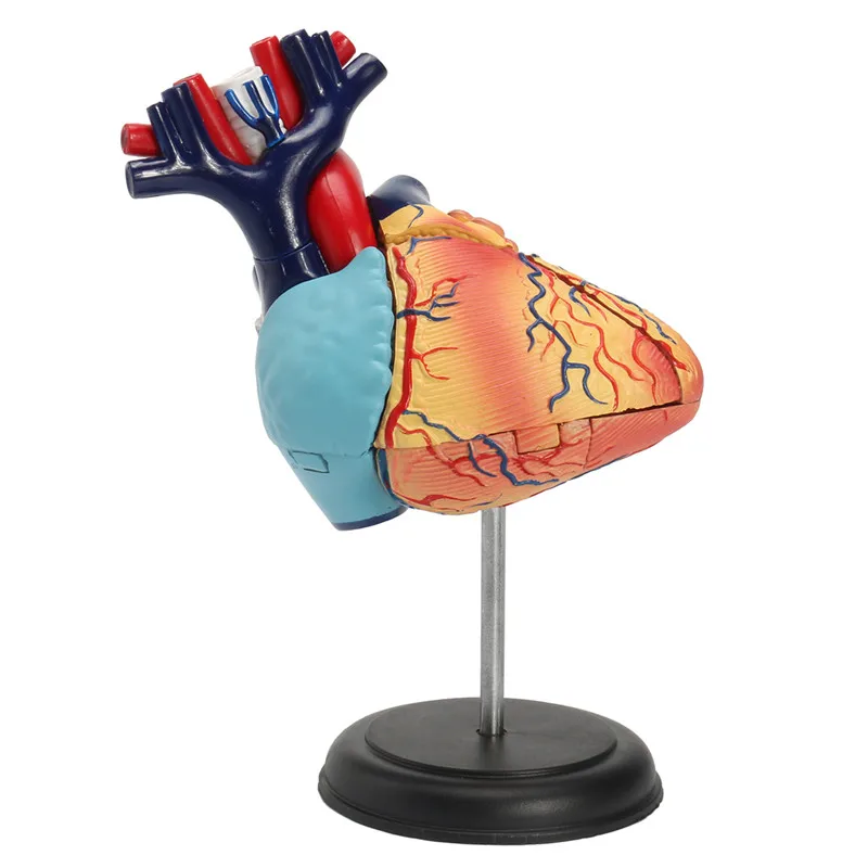 4D Разобранная анатомическая модель сердца человека анатомия медицинская школа образовательный обучающий инструмент анатомическая модель сердца человека Новая