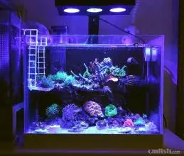 

LED light coral grow marine reef tank white blue aquarium fish tank SPS LPS color grow mini nano LT