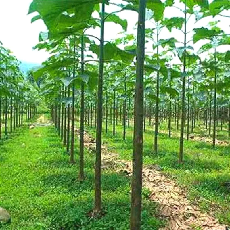 100 шт Paulownia удлиненные растения домашний сад бонсай украшения комнатные растения цветы сементы растения бонсай для продажи семиллы 100 шт Paulownia удлиненные растения домашний сад бонсай украшения комнатные растения цветы сементы растения бонсай для продажи семиллы