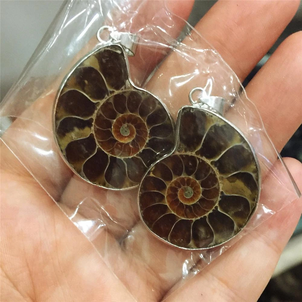 1pcs 100 Natural Nautilus Ammonite Fossil Specimen Shell Healing Madagascar 25 30mm Stones Aliexpress