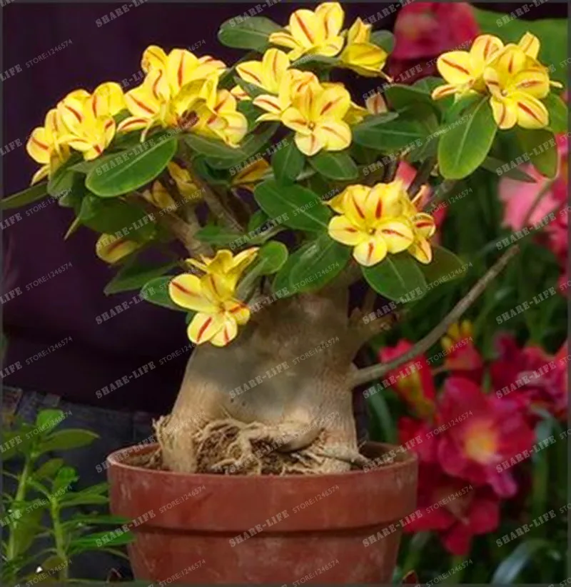 Rare Swaziland Princess Sabi Star Gemini Desert Rose Yellow Adenium Bonsai Plant Home Garden 1PCS Rare Swaziland Princess Sabi Star Gemini Desert Rose Yellow Adenium Bonsai Plant Home Garden 1PCS