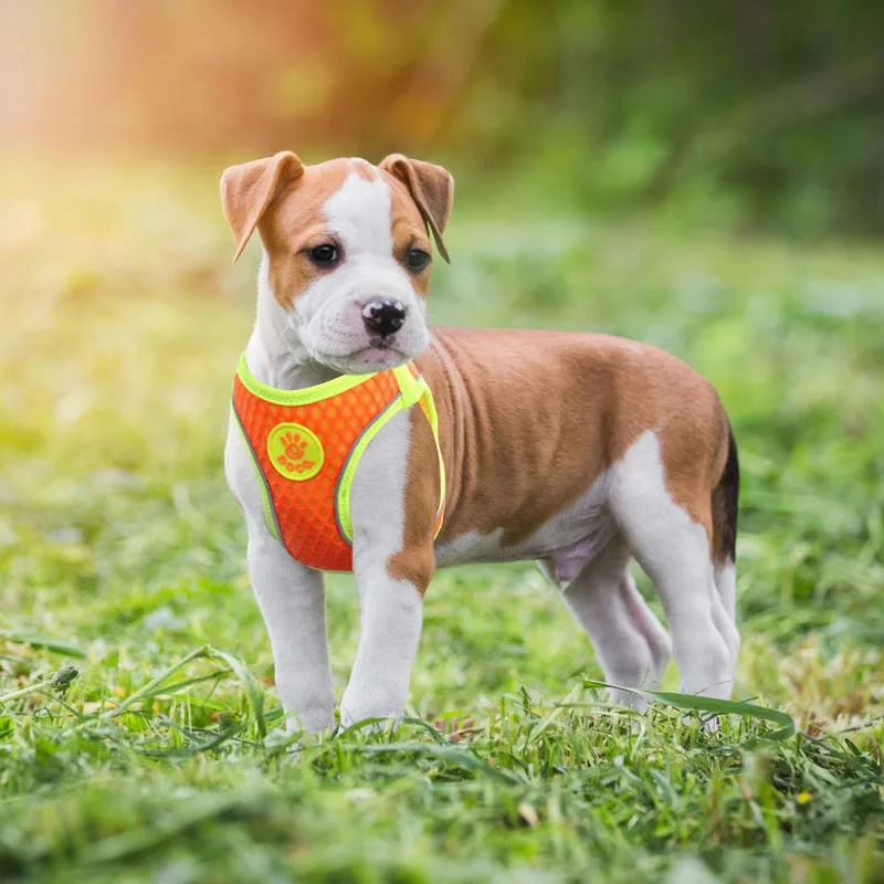MySudui cat small dog harness and leash set Reflective Soft mesh chihuahua dog puppy harness lead dog vest harness arnes perro 2(8)