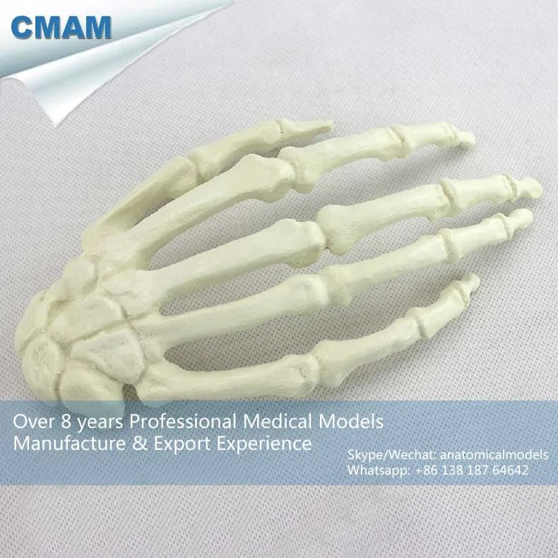 

No. 12324 , Human Hand Bone, Model of Orthopedics Implantation Practice, CMAM china medical anatomical models