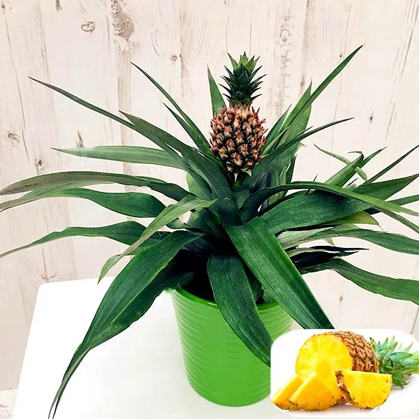 

BONSAI 100 Pcs/bag Sweet Pineapple Bonsai Plant Fresh Food Fruit And Vegetable Plant For Garden Supplies Bonsai Plant