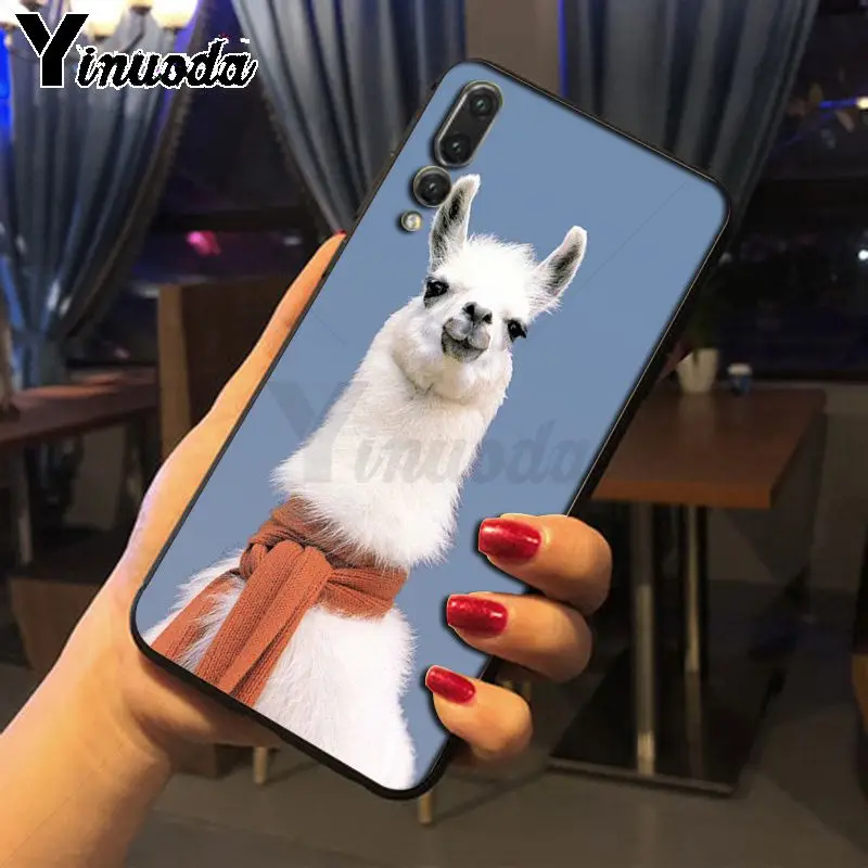 cow alpaca zebra giraffe