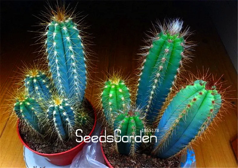 

100 Pieces/Bag New Arrival!Blue Torch Cactus,Bonsai Plantas Potted Plants Flower floresling DIY home garden