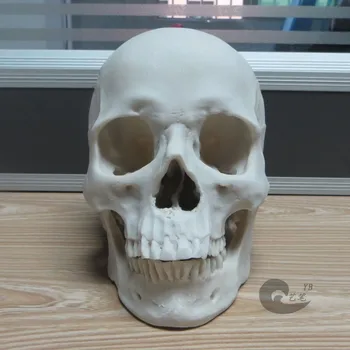 

1: 1 white color 19*14*16cm resin skull model drawing human skull musculoskeletal anatomy Arts skull model free shipping
