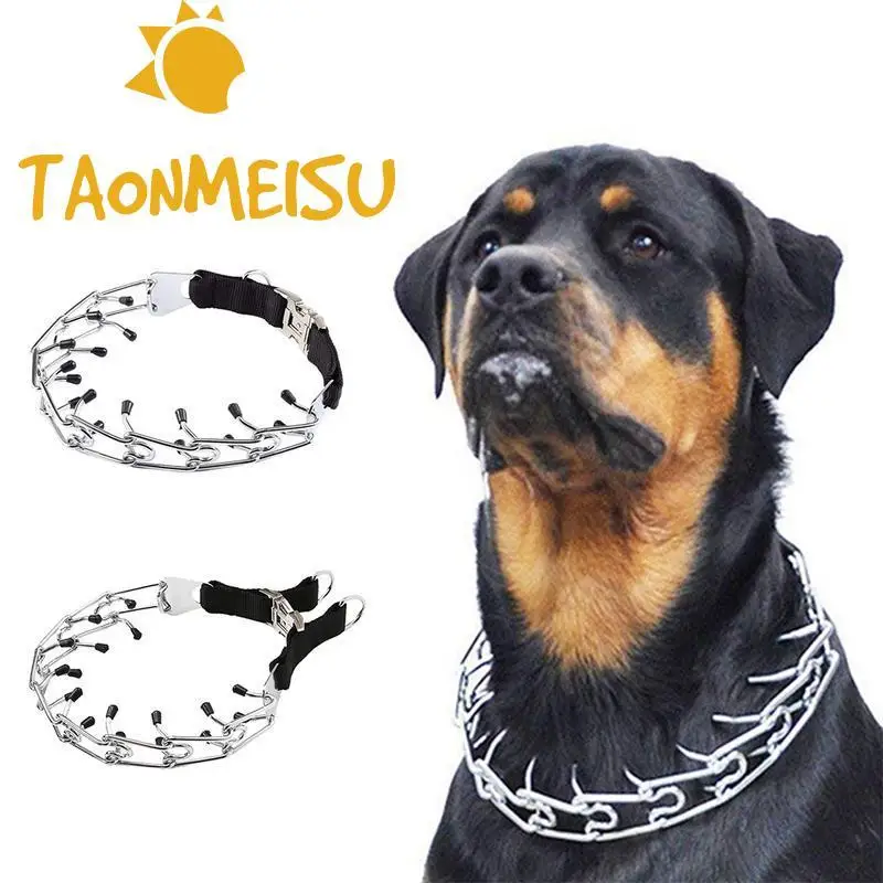 chihuahua chain collar