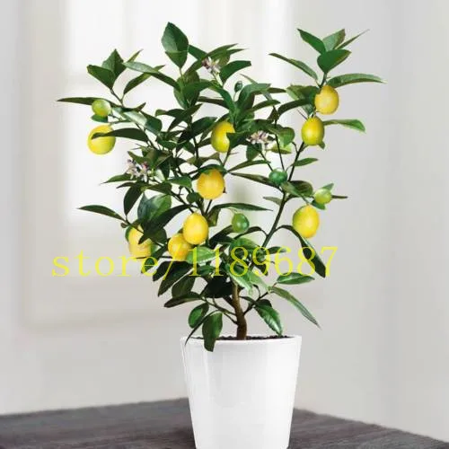 20 font b bonsai b font lemon font b tree b font seeds mini fruit font