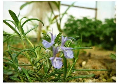 Бесплатные покупки чистое растительное эфирное масло палмароса эфирные масла 2 мл антибактериальные, антивирусные