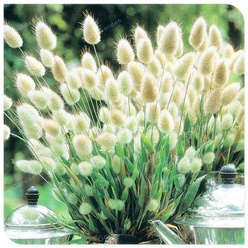 100 Pcs Rabbit Tails Grass Bonsai Colorful Fescue Bonsai Ornamental Grasses Bonsai For Home Garden Potted Plants Decor