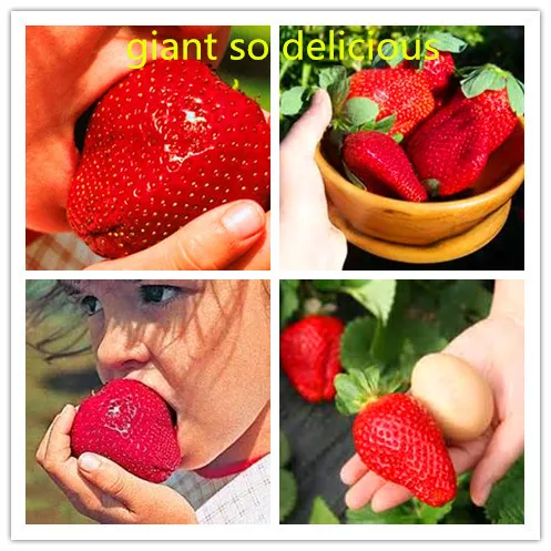 

300 plants / Bag Super Giant Strawberry Fruit plant 99% Fresh Rare And Exotic Fruits Bonsai treeFruit plants Garden Diy Plant