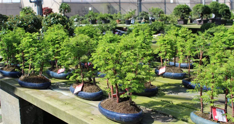 50 Pcs Dawn Redwood Forest Bonsai - Bonsai Tree - Metasequoia glyptostroboides 50 Pcs Dawn Redwood Forest Bonsai - Bonsai Tree - Metasequoia glyptostroboides