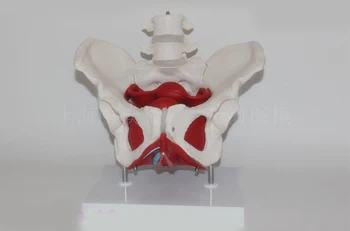 

Two stage lumbar pelvic muscle model female pelvic model gynecological uterine attachment